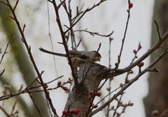 Aegithalos glaucogularis