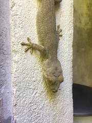 Blaesodactylus boivini