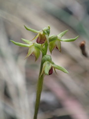Genoplesium ciliatum