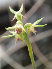 Genoplesium ciliatum