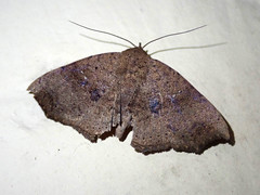 Mesosciera orientalis