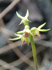 Genoplesium ciliatum