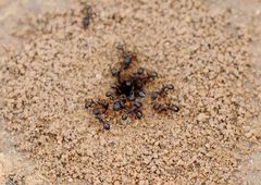 Tetramorium tsushimae
