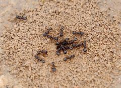 Tetramorium tsushimae