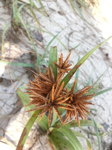 Cyperus crassipes image