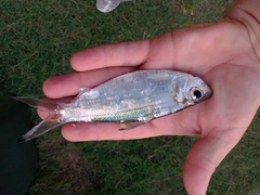 Herklotsichthys castelnaui