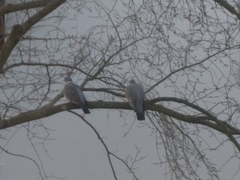 Columba palumbus