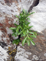 Lepidium oligodontum