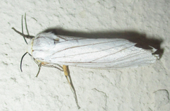 Ustjuzhania lineata