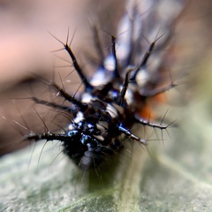 Doleschallia bisaltide australis