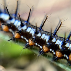 Doleschallia bisaltide australis