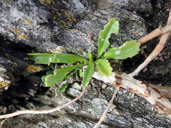 Lepidium oligodontum