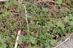 Veronica polita lilacina