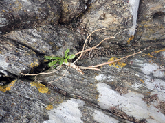 Lepidium oligodontum