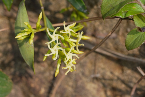 Anodendron affine (Anodendron affine)