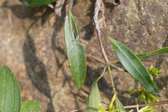 Anodendron affine