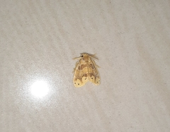 Artaxa guttata
