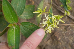 Anodendron affine