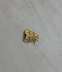 Artaxa guttata