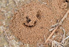 Tetramorium tsushimae