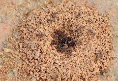 Tetramorium tsushimae
