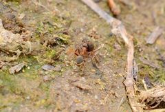 Formica cunicularia