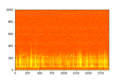 Tadarida brasiliensis