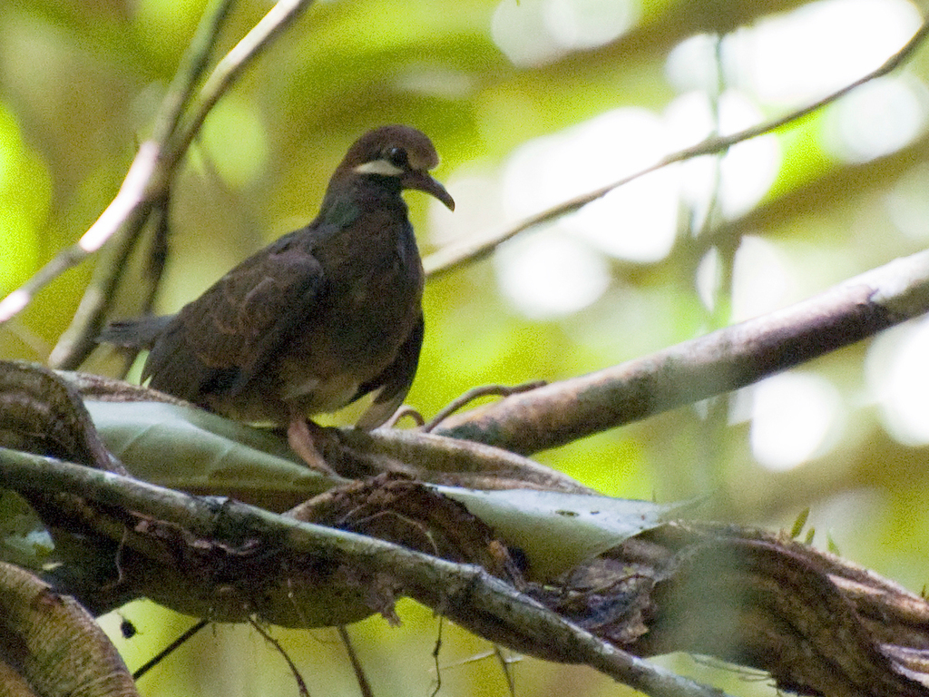 Leptotrygon