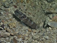Cryptocentrus sericus