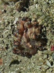 Pseudobiceros fulgor