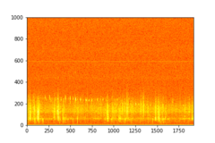 Tadarida brasiliensis