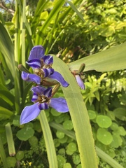 Trimezia coerulea