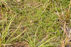 Veronica polita lilacina