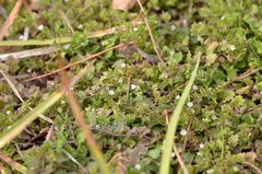 Veronica polita lilacina