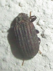 Paragonocnemis
