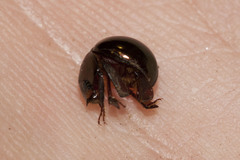Ceratocanthinae