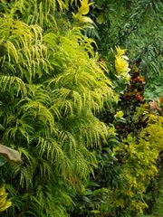 Polyscias filicifolia