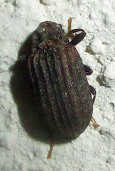 Paragonocnemis