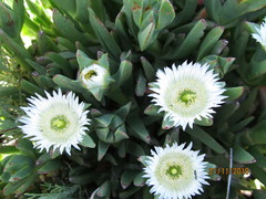 Carpobrotus edulis parviflorus