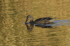 Anas platyrhynchos