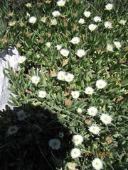 Carpobrotus edulis parviflorus