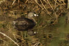 Podilymbus podiceps