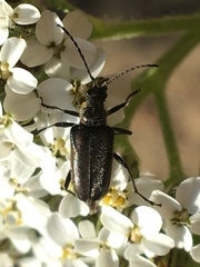 Acmaeops proteus proteus