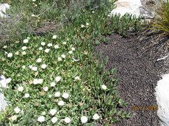 Carpobrotus edulis parviflorus