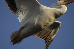 Pelecanus erythrorhynchos