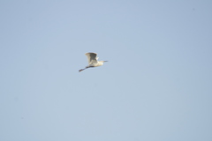 Egretta thula