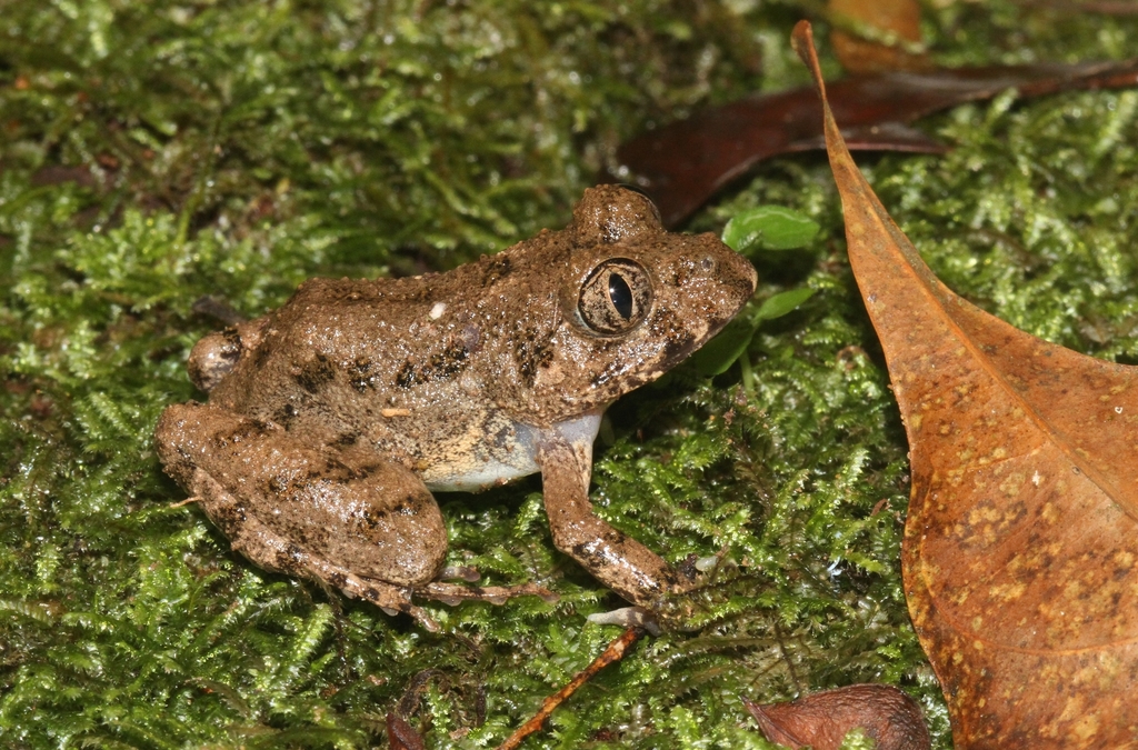 Gaboon Forest Frog