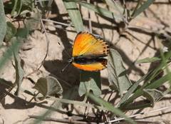 Lycaena ochimus