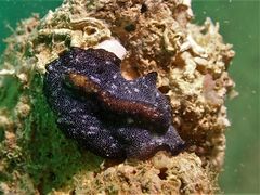 Pseudobiceros stellae