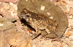 Sclerophrys gracilipes